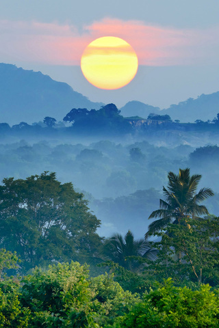 Jungle Sunset