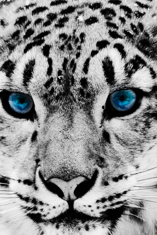 Snow Leopard