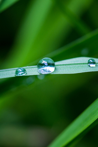 Dew Drop