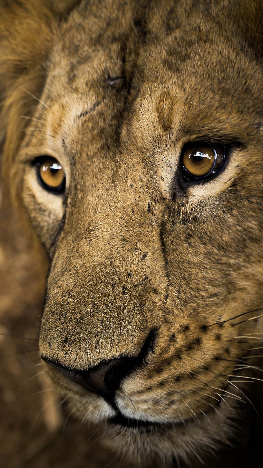Lion iPhone Wallpaper HD Lion iPhone Wallpaper HD