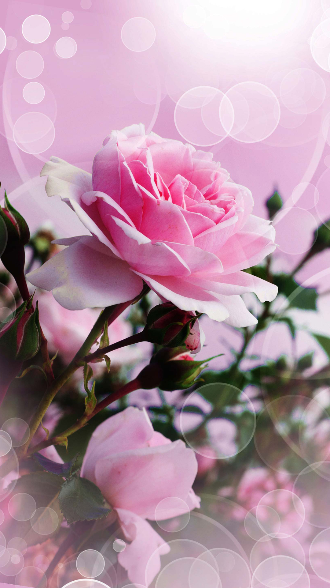 Pink Rose iPhone Wallpaper HD