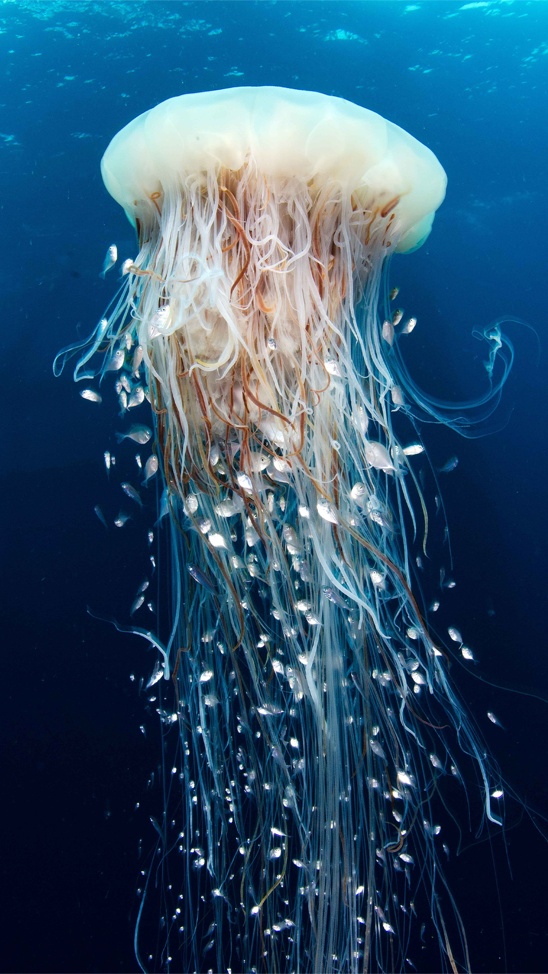 Jellyfish iPhone Wallpaper HD