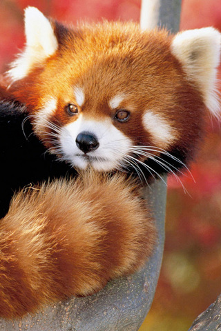 Red Panda