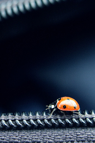 Ladybug