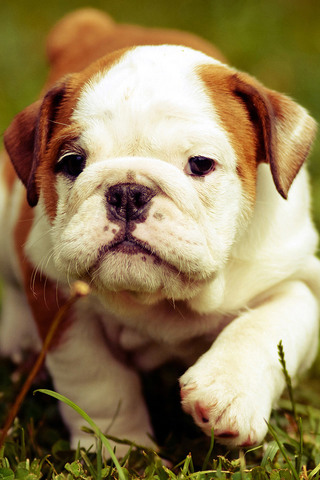 Cute Bulldog