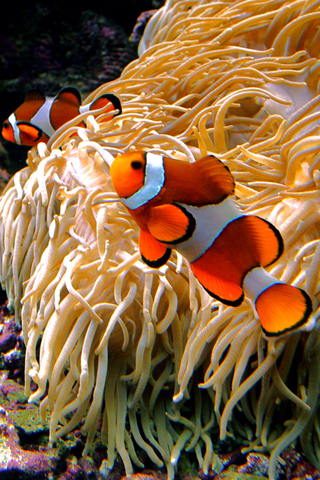 Clown Fish