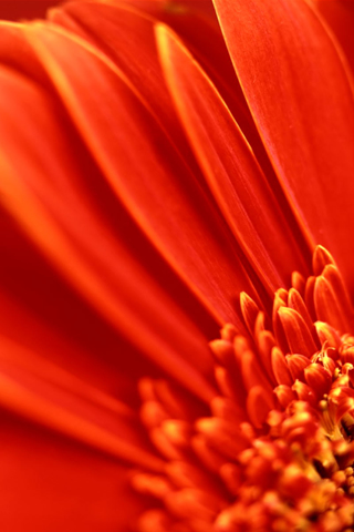 Red Sunflower