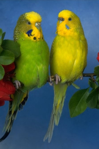 love birds pictures. Love Birds iPhone Wallpaper