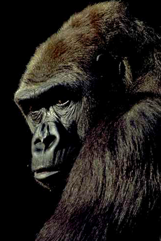 Gorilla