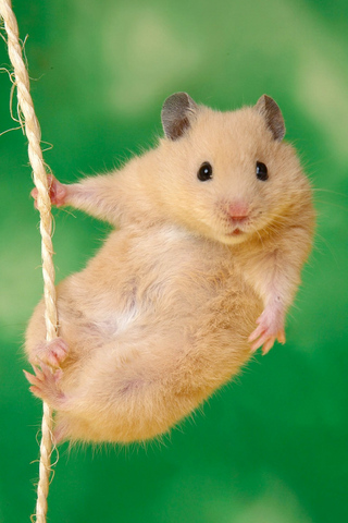 Hanging Hamster