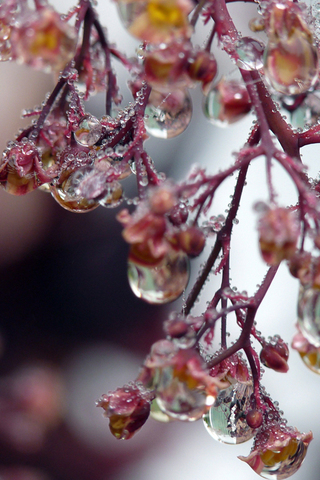 Spring Raindrops