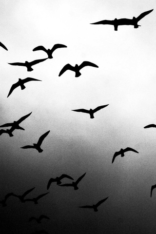 Flying Birds