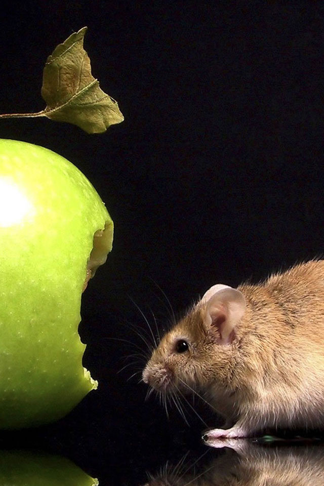 Mouse and Apple Wallpaper