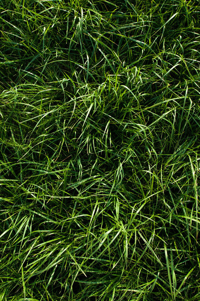 Deep Grass Wallpaper