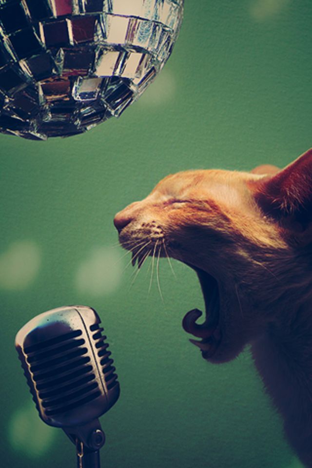 Singer Cat iPhone Wallpaper