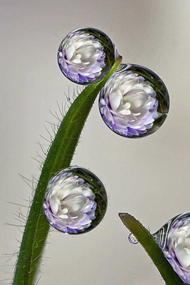 Flowers Reflection Wallpaper