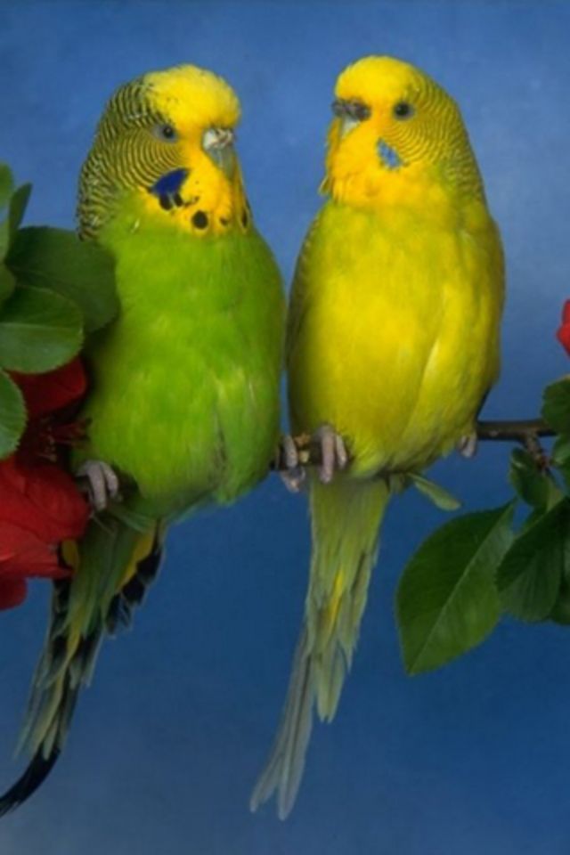 Love Birds iPhone Wallpaper HD