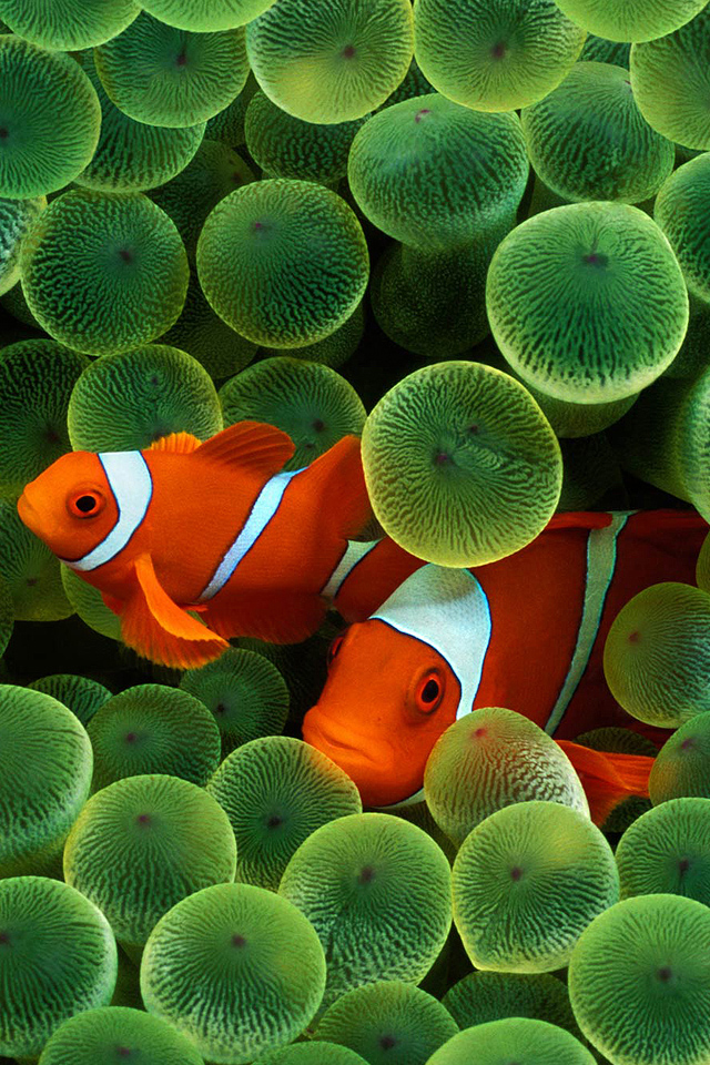Clown Fish Wallpaper