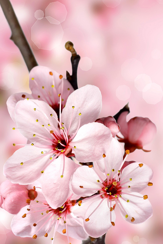 Cherry Blossoms iPhone Wallpaper HD