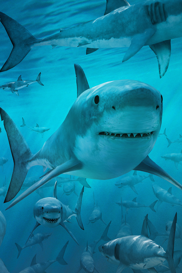 Shark Frenzy Wallpaper