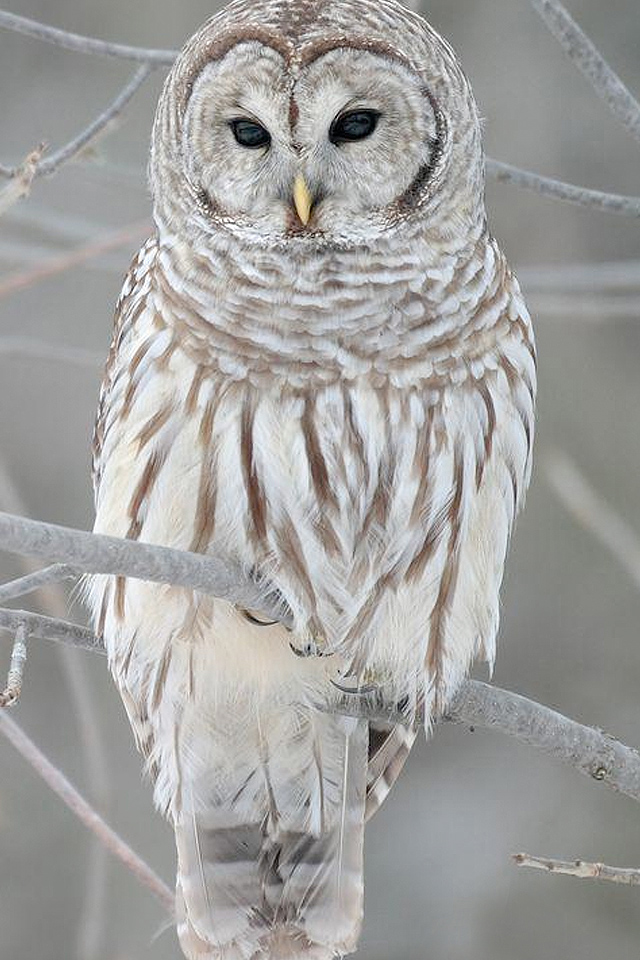Snowy Owl Wallpaper