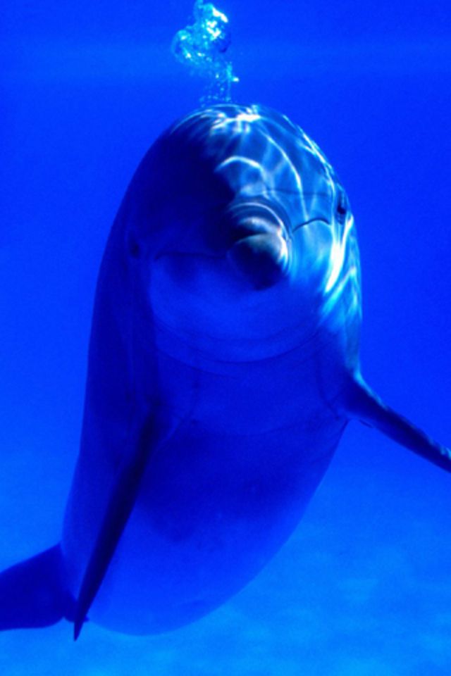 Dolphin Wallpaper