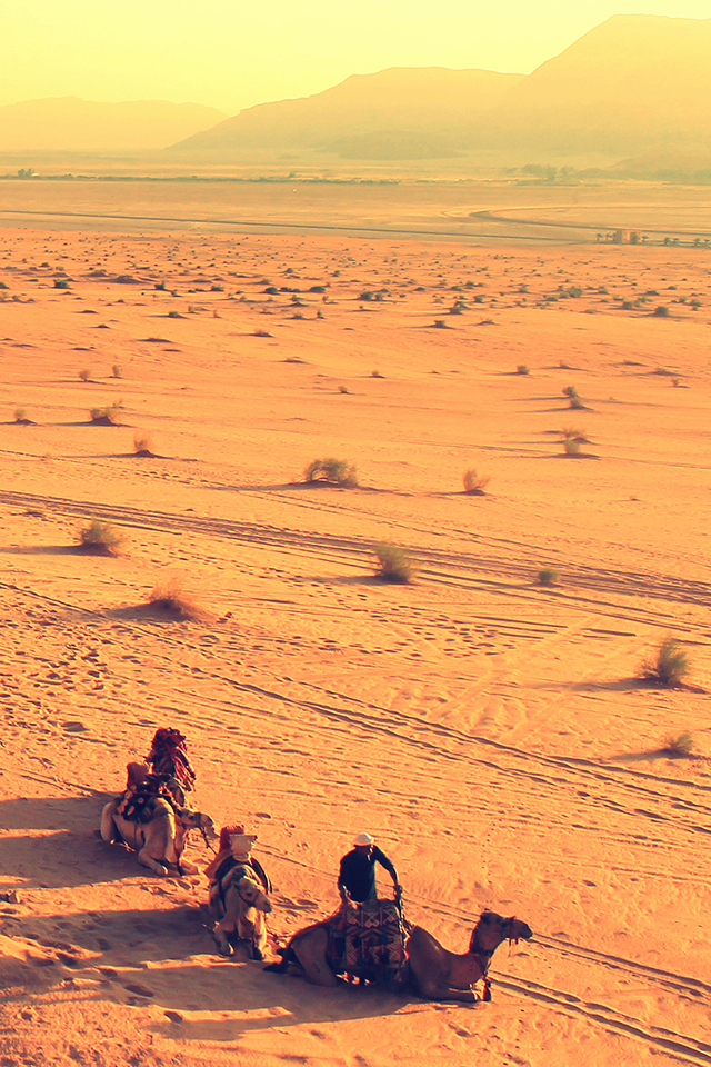 Desert Camel Wallpaper