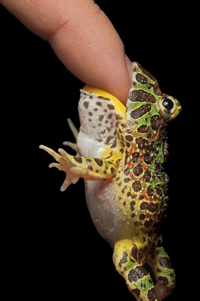 Frog Bite Wallpaper
