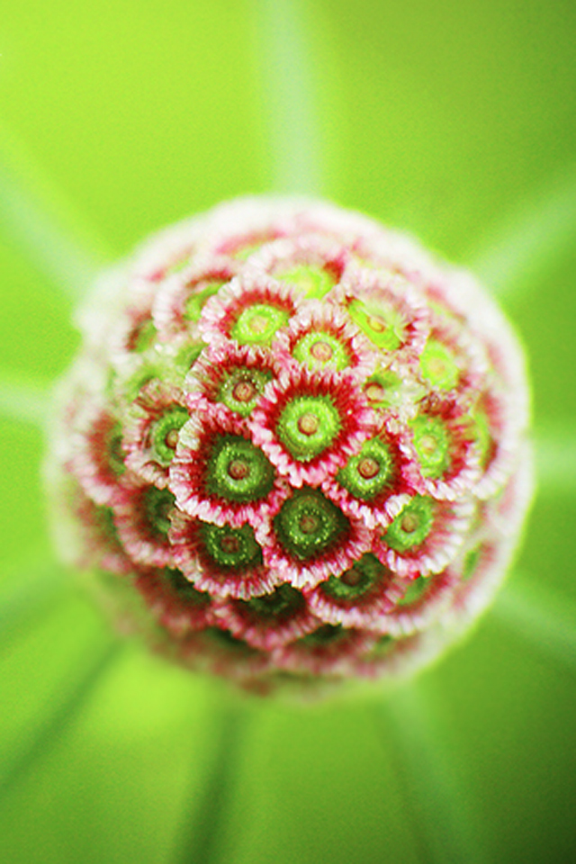 Blossom Wallpaper