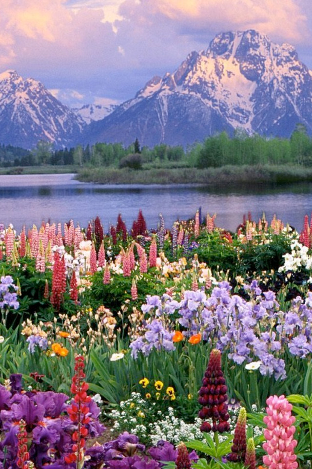 Mountains and Flowers iPhone Wallpaper HD