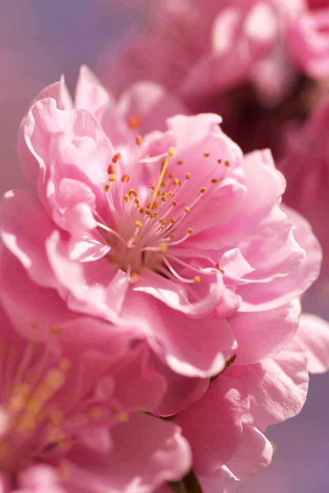 Spring Flower iPhone Wallpaper HD