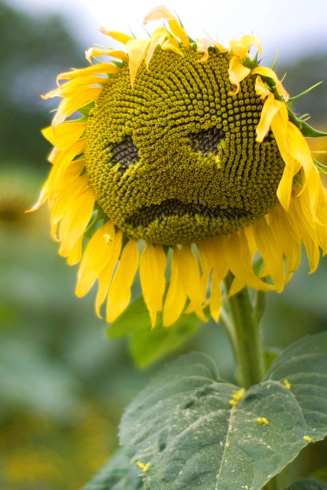 Sad Sunflower iPhone Wallpaper HD