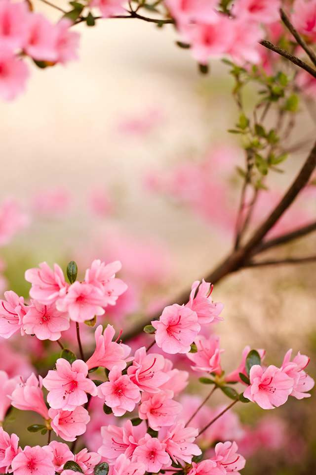 Spring Flowers iPhone Wallpaper HD