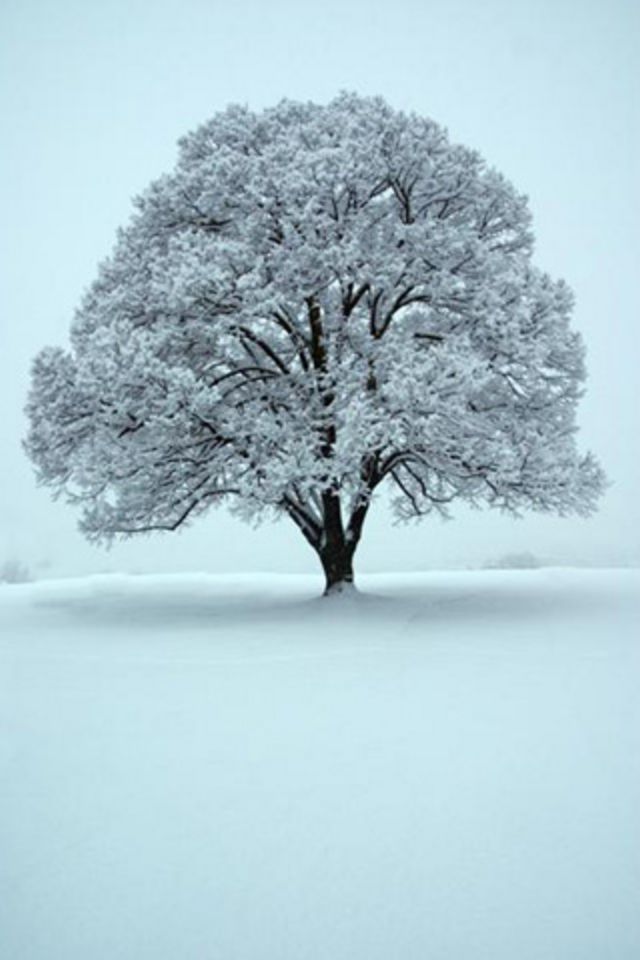 Winter Tree Wallpaper