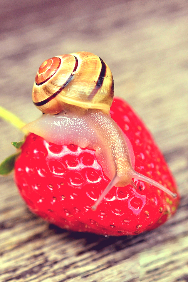 Snail and Strawberry Wallpaper