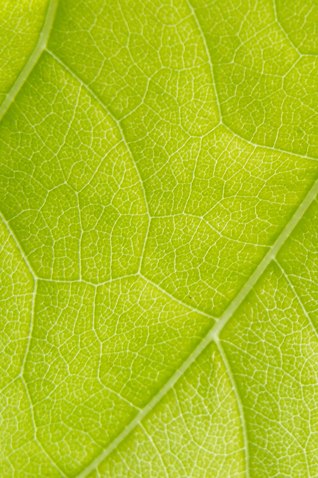 Green Leaf iPhone Wallpaper HD