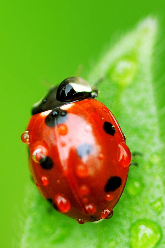 Ladybug Macro Wallpaper