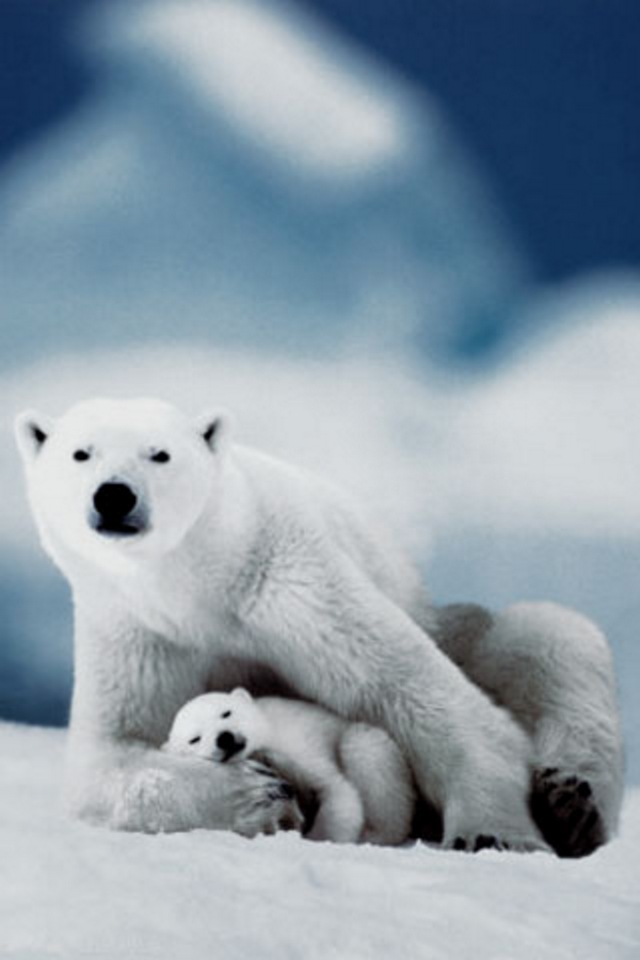 Polar Bear Wallpaper