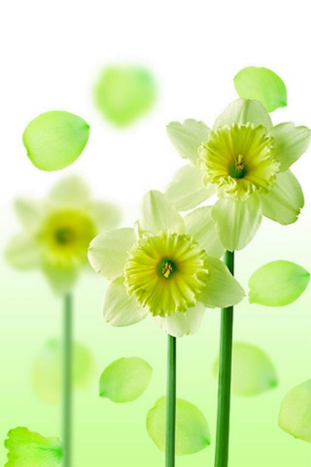 Narcis Flower Wallpaper