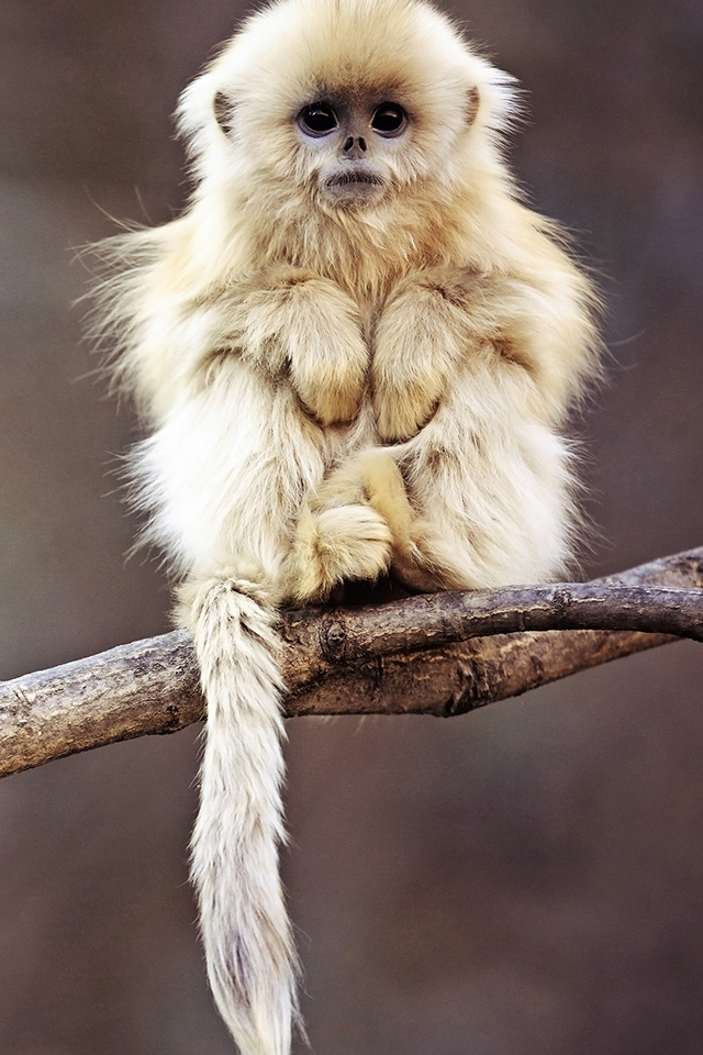 Cute Monkey iPhone Wallpaper HD