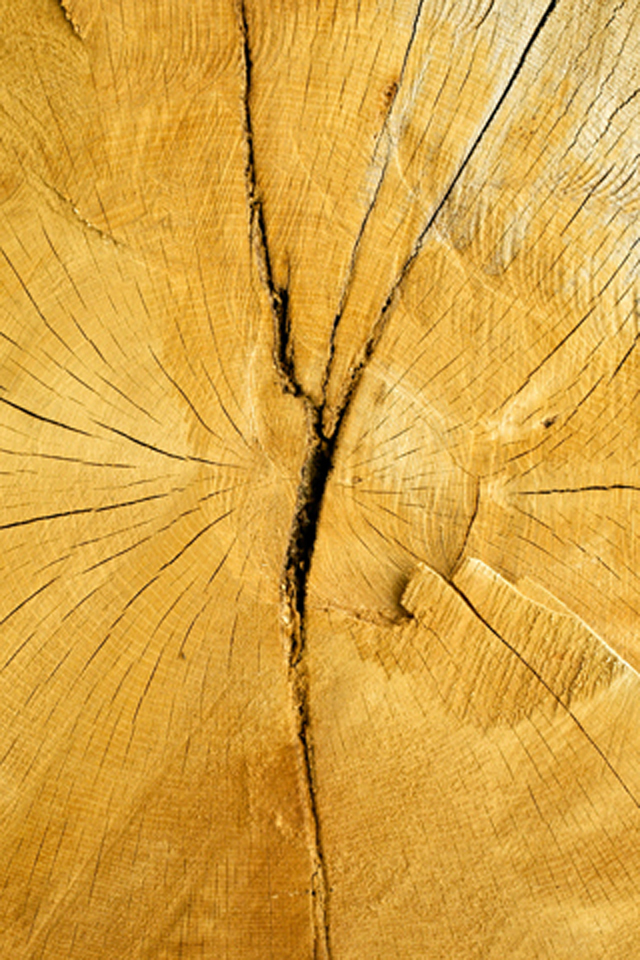 Tree Cut Wallpaper
