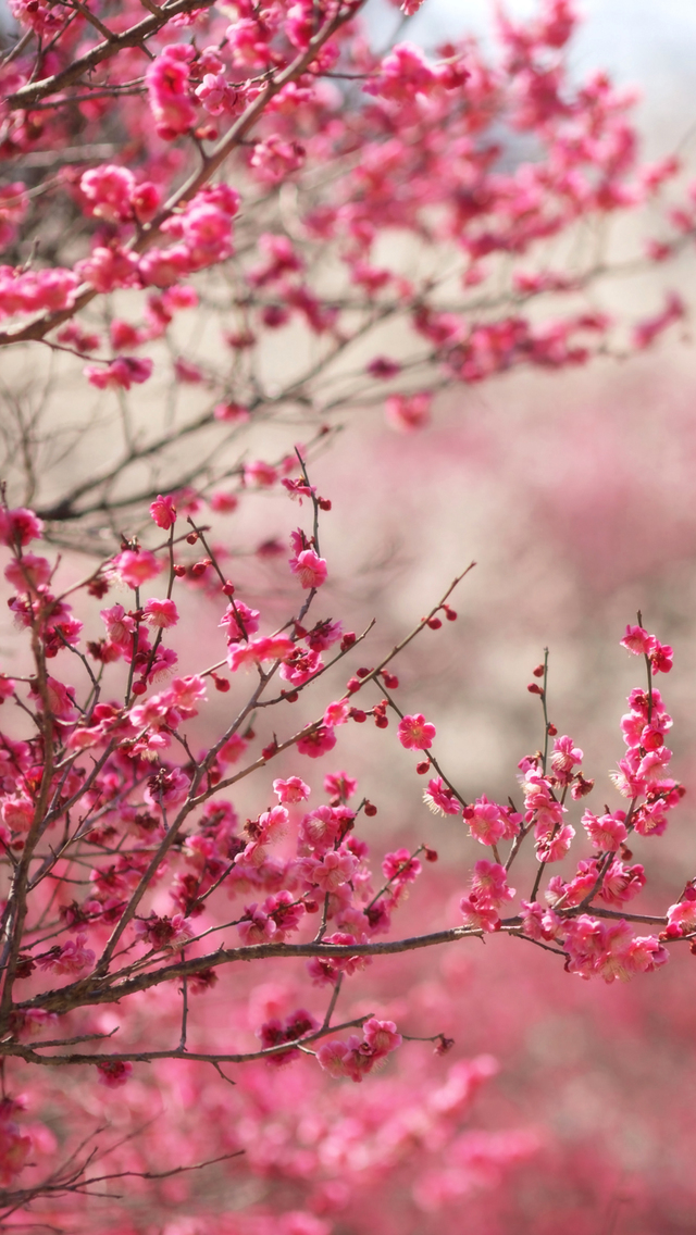 Pink Peach Iphone Wallpaper Hd iphone wallpapers