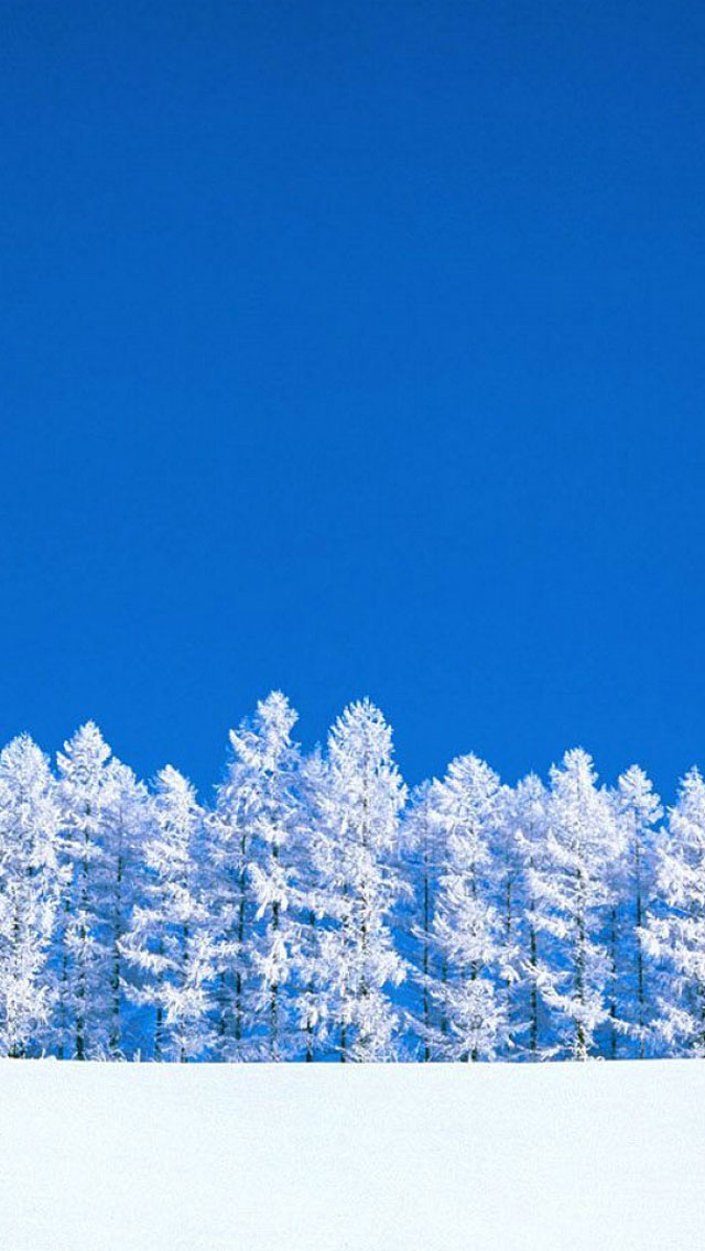 Winter Trees Wallpaper