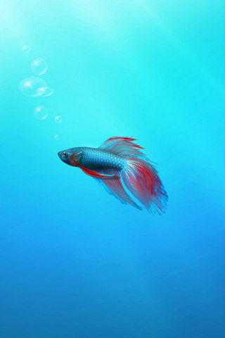 Betta Fish