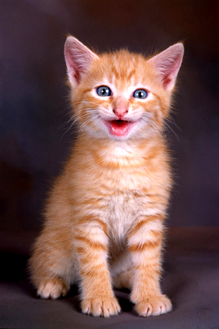 Laughing Cat