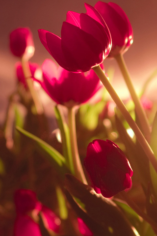 Tulips