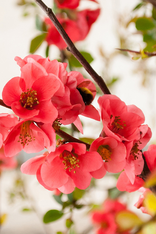 Spring Flowers