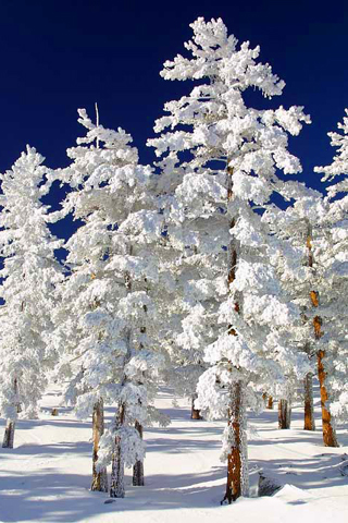 Frozen Pine Trees