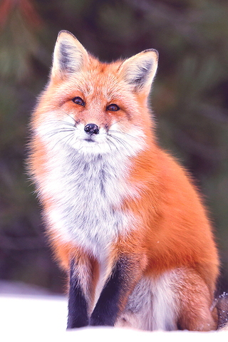 Fox