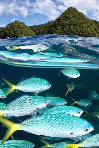 Malakal Fish